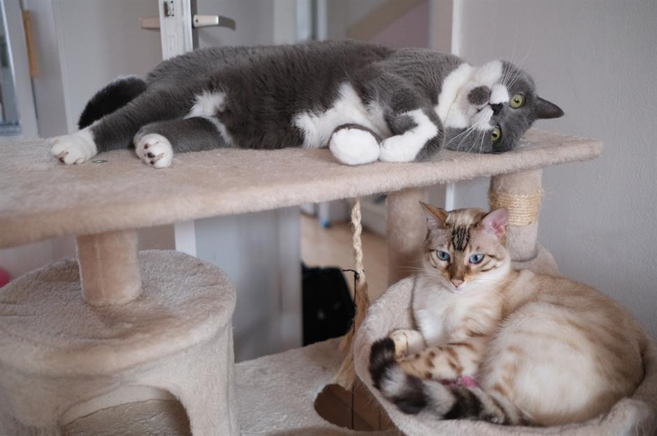 Are expensive cats worth it?